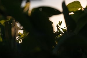 Silhouetted view of soybean plant leaves backlit by soft sunlight.